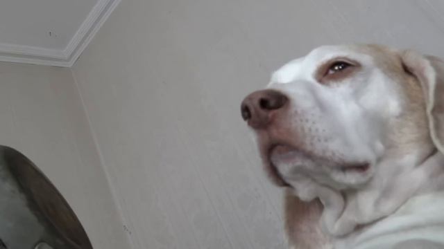 Chucky Pranks Dogs: Funny Dogs & Michael Myers Defeat Chucky