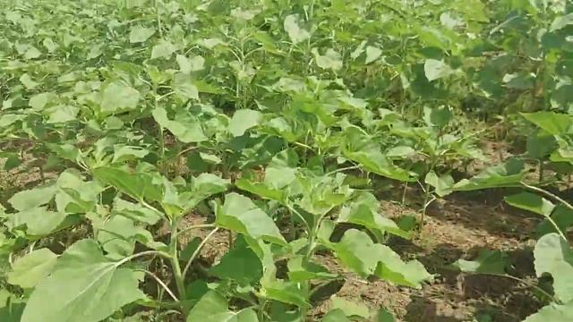 Подсолнечник после гербицида, листовая подкормка, подсолнух 2021 смотреть онлайн