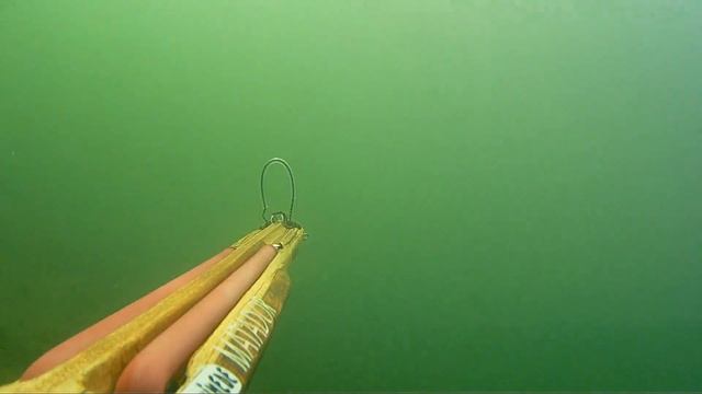 VIDEO PESCA SUB : TECNICA MICIDIALE NEL TORBIDO...CADONO UNO DIETRO L' ALTRO. #spearfishing#SARDEGN смотреть онлайн