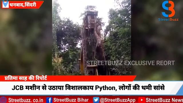 OMG | JCB मशीन से उठाया विशालकाय Python, लोगों की थमी सांसे | Viral Video ।।STREETBUZZ NEWS смотреть онлайн