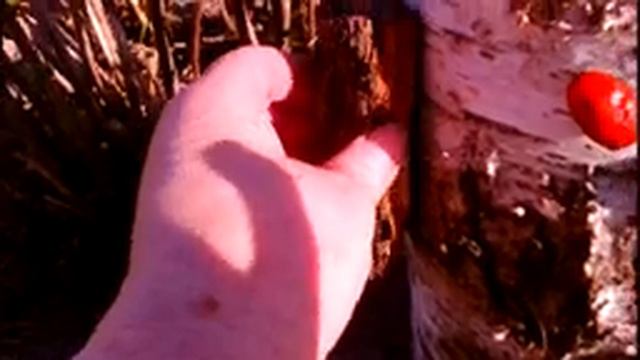 Весёлый чурбачок в моём саду. Поделка для сада своими руками смотреть онлайн