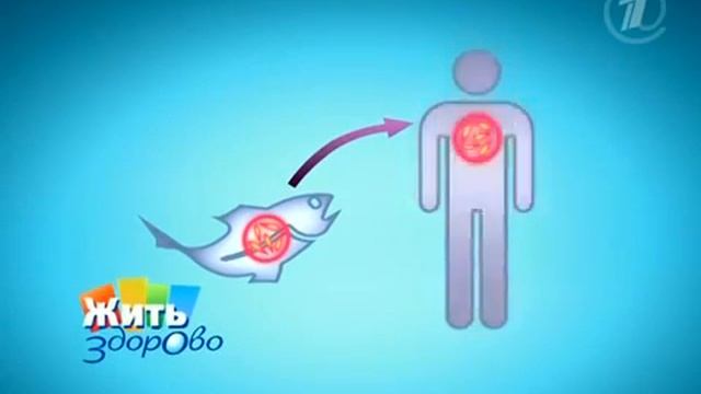 Описторхоз | кафедра охотоведения | охотовед.pw