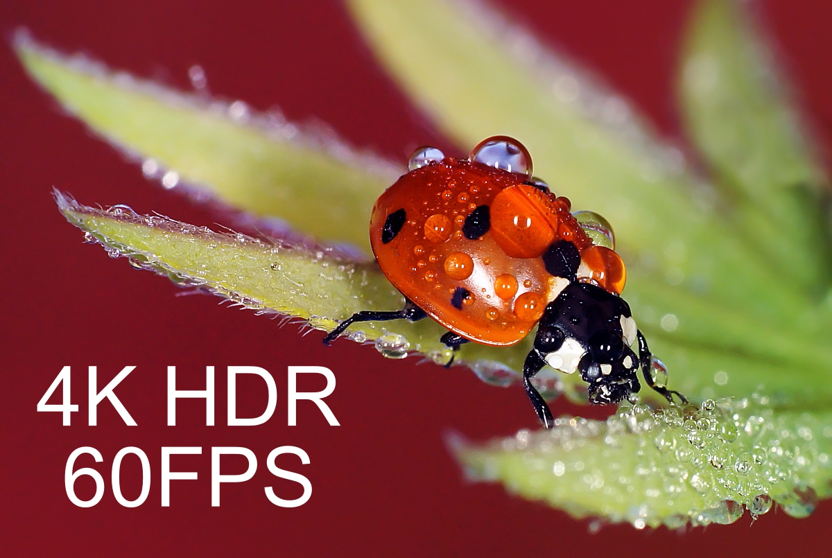 Razer Sharp 4K HDR 60FPS Dolby Vision смотреть онлайн