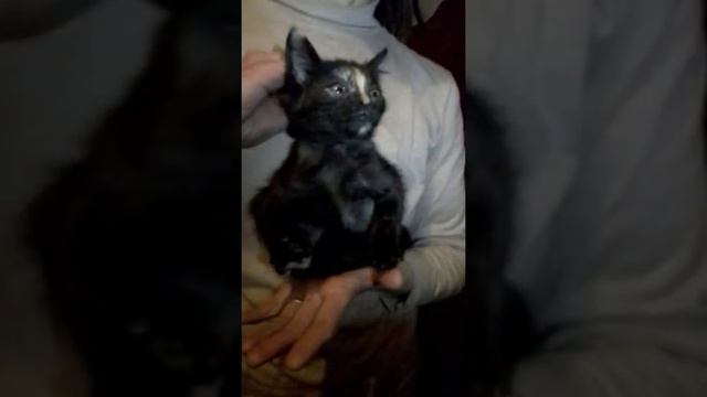 Котенок, 2мес+, девочка, ищет дом. СПб