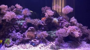 Морской аквариум | запуск морского аквариума | перезапуск аквариума | аквариум |