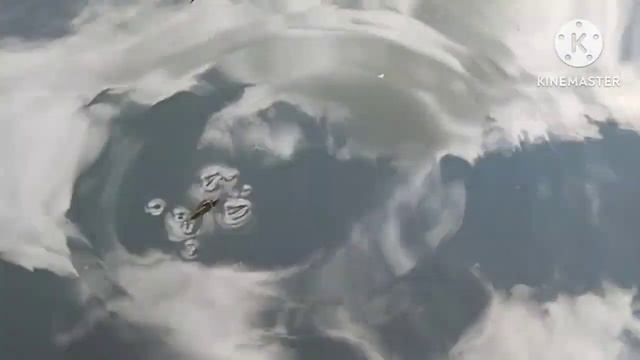 Водомерки, небо, вода и мусор. Кто за кем наблюдает? смотреть онлайн