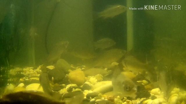 Съемка под водой.ПОДВОДНАЯ СЪЕМКА.RELAXING MUSIC. Экшн камера sjcam 4000 / action camera sjcam 4000 смотреть онлайн