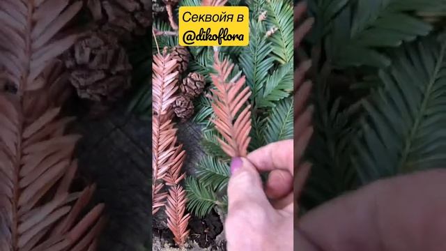 Шишки и веточки секвойи смотреть онлайн