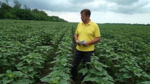 удобрения на подсолнечнике