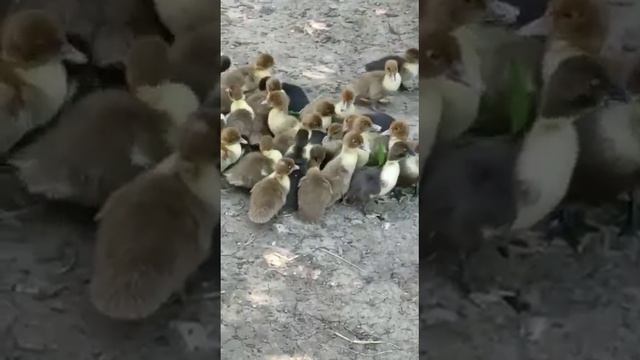 индоутята, разведение утят, жизнь на даче смотреть онлайн