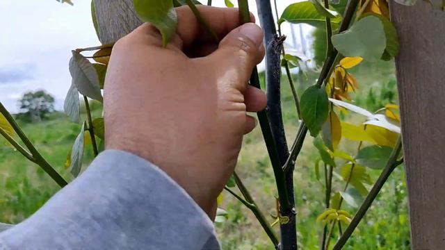 Zeuzera i novi lider смотреть онлайн