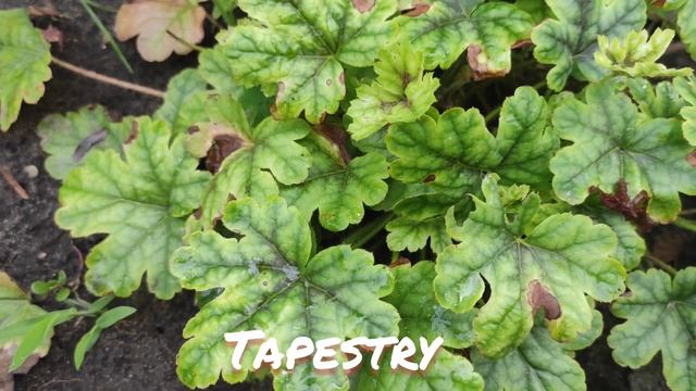 Гейхерелла Tapestry в моем саду окрас листьев в июле смотреть онлайн