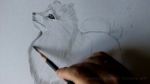 Как нарисовать шерсть Шпицу. Часть 2.