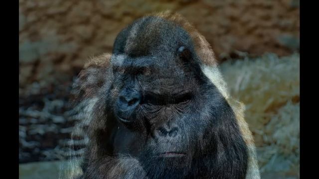 Забавные Животные // Горилла // Гориллы смотреть онлайн