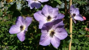 Клематисы. Cloudburst