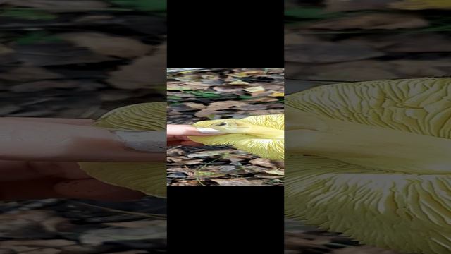 Зеленушки🌿💚 #грибы #тихаяохота #жизньвдеревне