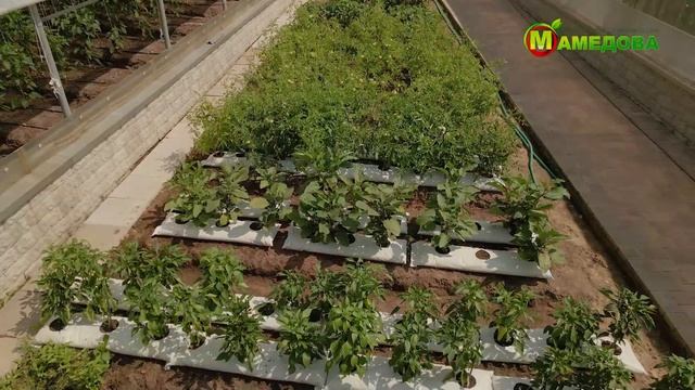 Сорт + Технология = Удача. Урожай Баклажанов и Перца Сладкого смотреть онлайн