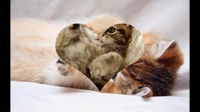 Мимимишные котятки! смотреть онлайн