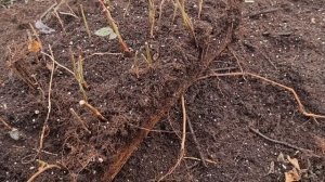 Технология выращивания саженцев из маточного корня и черенков. Малина и ежевика.