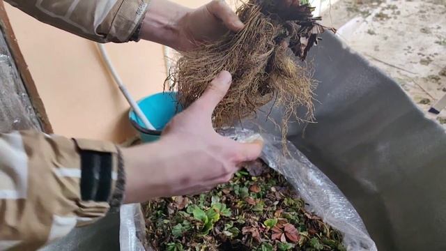 ??Свежая рассада клубники в Ижевске, доставка сдэком! Сорта Мальга и Альбион. смотреть онлайн