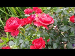 Розы на Северо-Западе. Роза Черри Герл (Cherry Girl)