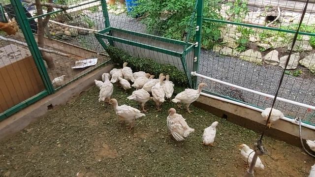 Индюшата. Важная бесплатная добавка в рацион. смотреть онлайн