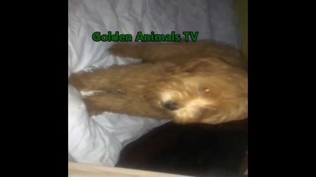 Рыжий Той Пудель/Red Toy Poodle смотреть онлайн