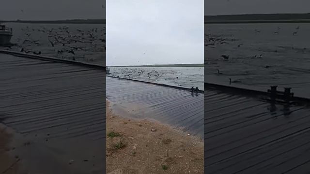 бакланы на байкале. ни кому из охраны природы нет до них дела. с них штраф не возмешь! смотреть онлайн