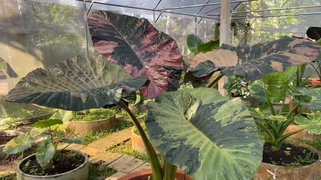 เซเรนดิพิตี้Alocasia 'Serendipity Variegated.🦄🦄🦄