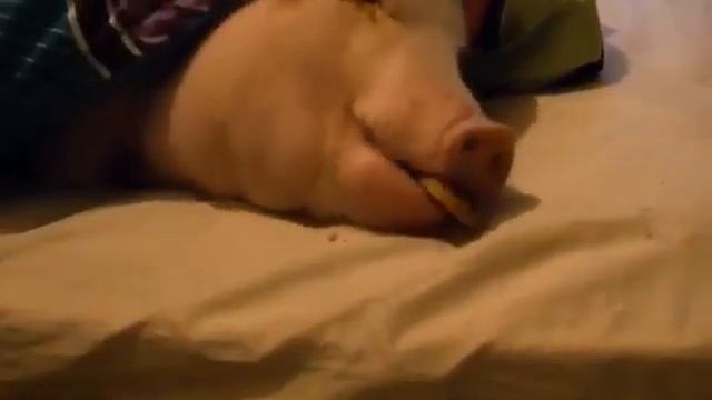 БАБА ГРАЕ НА БАЯНИ смотреть онлайн