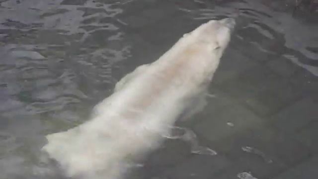 Белый медведь купается - Ленинградский зоопарк смотреть онлайн