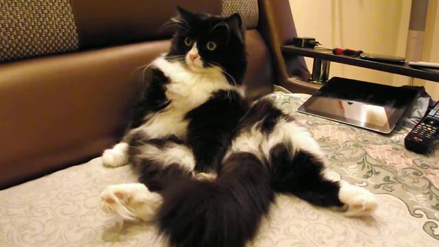 Кот дремлет смотреть онлайн