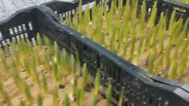 Старт 1-й выгонки! 22.01.2024.Наконец-то, дождались!!!! смотреть онлайн