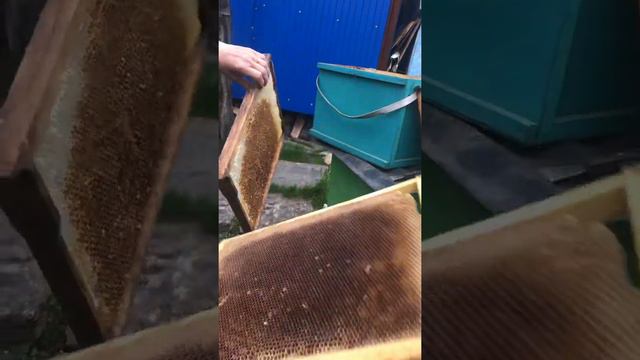 Ловушки для роев, как правильно сделать 🐝 смотреть онлайн