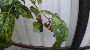 Сорт малины "Красная королева". Делюсь впечатлениями.