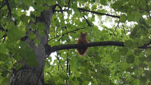 Белочки в Дендропарке Славного Екатеринбурга... смотреть онлайн