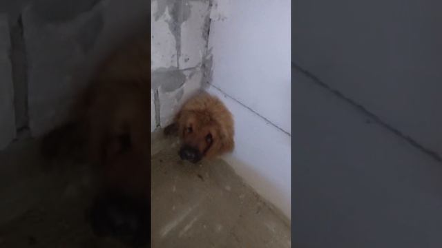 тибетский мастиф, хотел пройти... смотреть онлайн