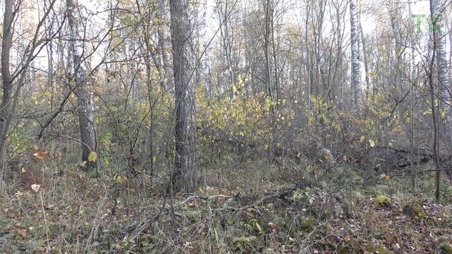 Тест камуфляжа A-TACS FG (Мох). Часть 4. Осень / Camouflage test A-TACS FG. Part 4. Autumn смотреть онлайн