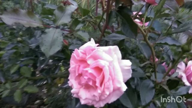 Розы в дождливый июль 2023 года. смотреть онлайн