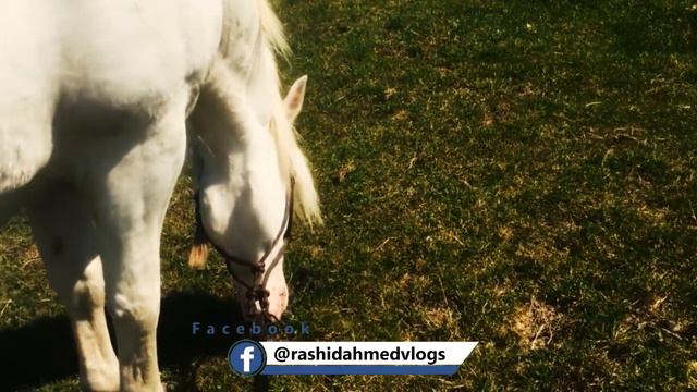 Farmhouse near by Berlin - Pakistani vlogger in Berlin - Rashid Ahmed Vlogs смотреть онлайн