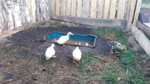 Водоем для утят своими руками