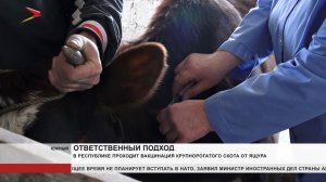 В республике проходит вакцинация крупнорогатого скота от ящура