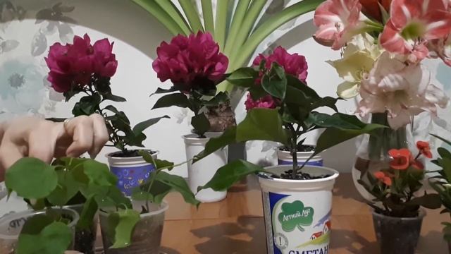 Укоренение бугенвиллии 2 часть смотреть онлайн