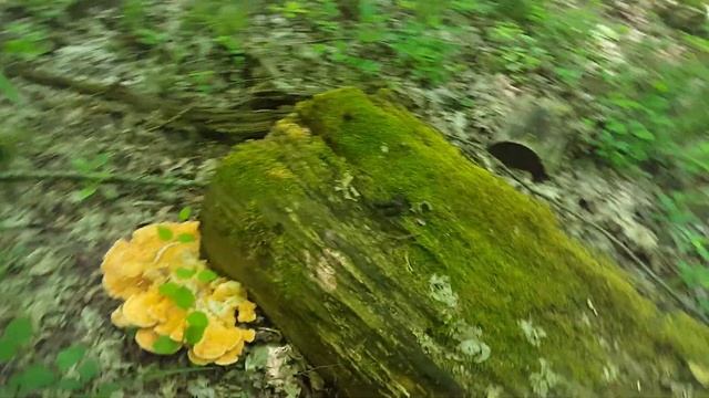 Трутовик серно-жёлтый (лат. Laetíporus sulphúreus) смотреть онлайн