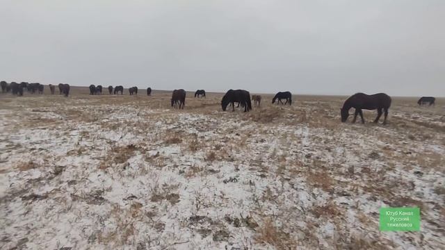 ЖЕРЕБЦЫ ДЕЛЯТ ТАБУН смотреть онлайн