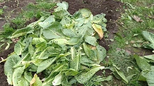 Убираем овощи в деревне. Свекровь раскажет немного о себе. смотреть онлайн