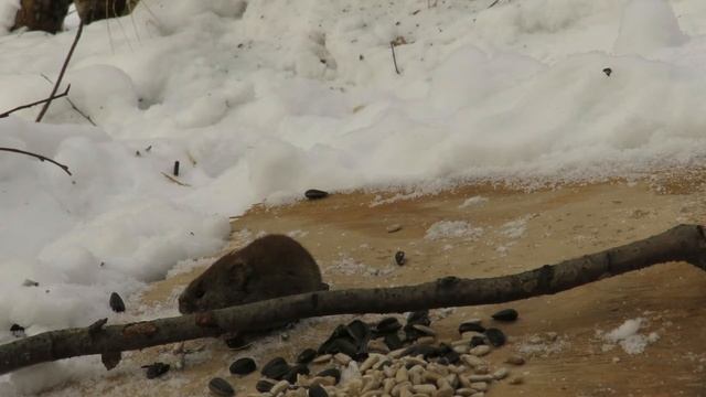 Наглая мышь не пускает синиц на кормушку, mouse eats sunflower seeds in winter смотреть онлайн