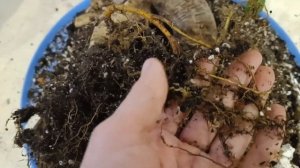 спасаю фикус микрокарпа гинсенг