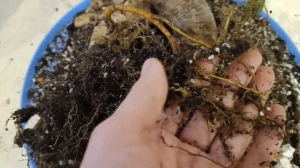 спасаю фикус микрокарпа гинсенг