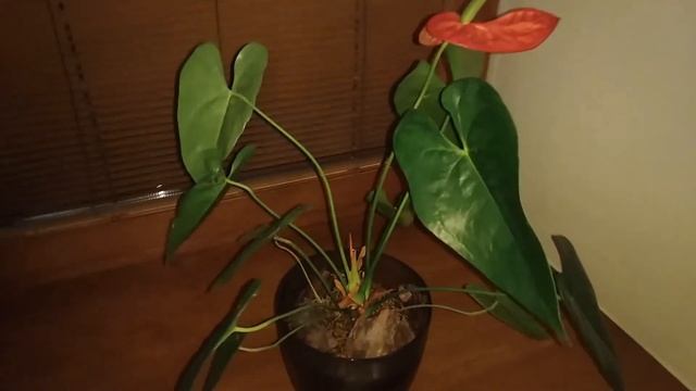 АНТУРИУМ ЭНЕРГИЯ ЦВЕТКА смотреть онлайн